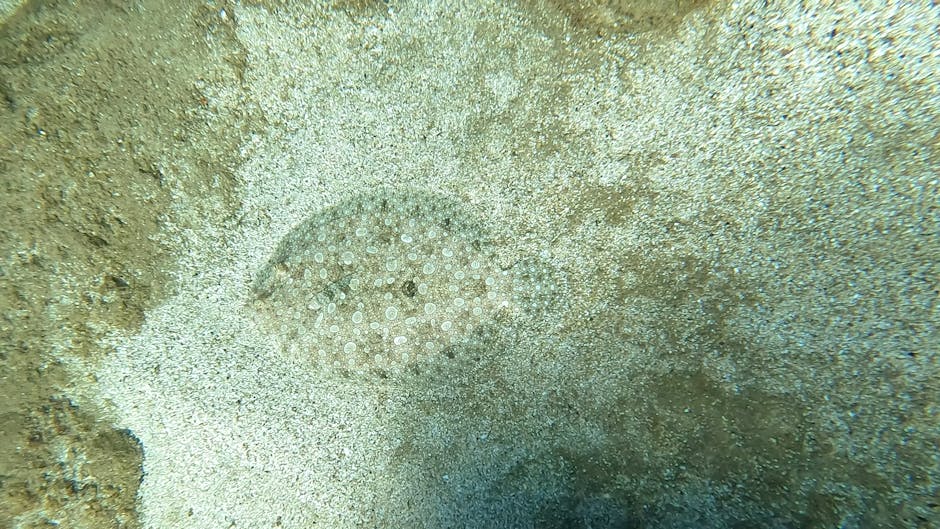 Underwater view of a sandy seabed featuring a round, gelatinous sea creature, possibly a jellyfish or sea sponge, with a translucent, domed body covered in small white bumps. The surrounding sand is l