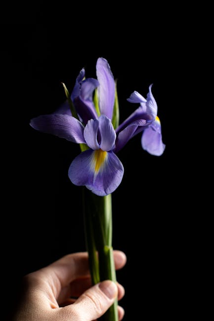 A hand holding a small bouquet of fresh iris flowers with light purple petals and yellow accents, wrapped in clear glass, against a solid black background. The flowers are arranged with the blooms fac