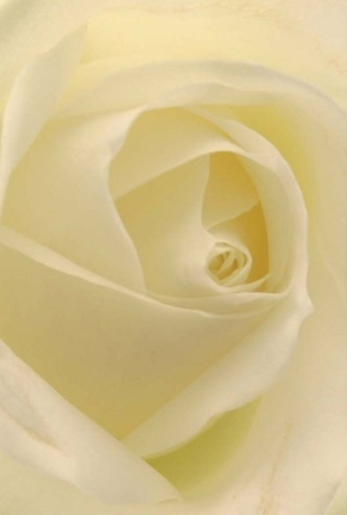 Taking in the close details of this pure white rose, your eye travels along petal after petal, each gently curving layer a testament to the skilled craftsmanship found in West Norwood's finest florists. The interplay of light and shade across the cream and ivory forms suggests an inner radiance, as if lit softly by the glow of late afternoon sun near Norwood Road. The rose's spiraled heart symbolizes new beginnings and enduring resilience, while the expertly arranged petals speak to both natural beauty and local artistry. Shadows and highlights intermingle delicately, imbuing the bloom with a sense of movement and sophistication, evocative of the area's tranquil green spaces. A subtle fragrance-clean, fresh, and uplifting-seems to linger in the mind, enhancing the feeling of serenity. Whether intended for a heartfelt apology, a wedding centrepiece, or to express sincere emotion, this rose stands as an emblem of West Norwood's quiet elegance and the thoughtful touch that distinguishes every local floral arrangement.